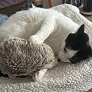 Rio a rejoint le concours — aidez-le/la à gagner de superbes lots ! animal, bed, black_and_white, blanket, cat, comfort, cozy, cute, fur, hedgehog, indoor, paw, pet, plush_toy, relaxed, resting, sleepy, snuggling, soft, whiskers