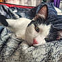 cat, black_and_white, close_up, indoor, blanket, soft_texture, relaxed, pet, feline, whiskers, pink_nose, cozy, sleepy, cute, animal, portrait, laying_down, fur, domestic_cat, comfort
