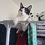 Rio participe au concours pour gagner de l'argent avec cette photo : animal, black_and_white_cat, bunk_bed, cat, claw, clothing, curious, cute, drying_rack, fabric, furniture, hanging_clothes, indoor, panda_plush, paw, pet, plush_toy, room, soft_toy, white_wall