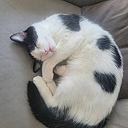 Rio a rejoint le concours — aidez-le/la à gagner de superbes lots ! cat, sleeping, black_and_white, curled_up, fur, pet, cozy, indoor, couch, pillow, relaxing, whiskers, animal, cute, resting, feline, soft, nap, domestic, peaceful