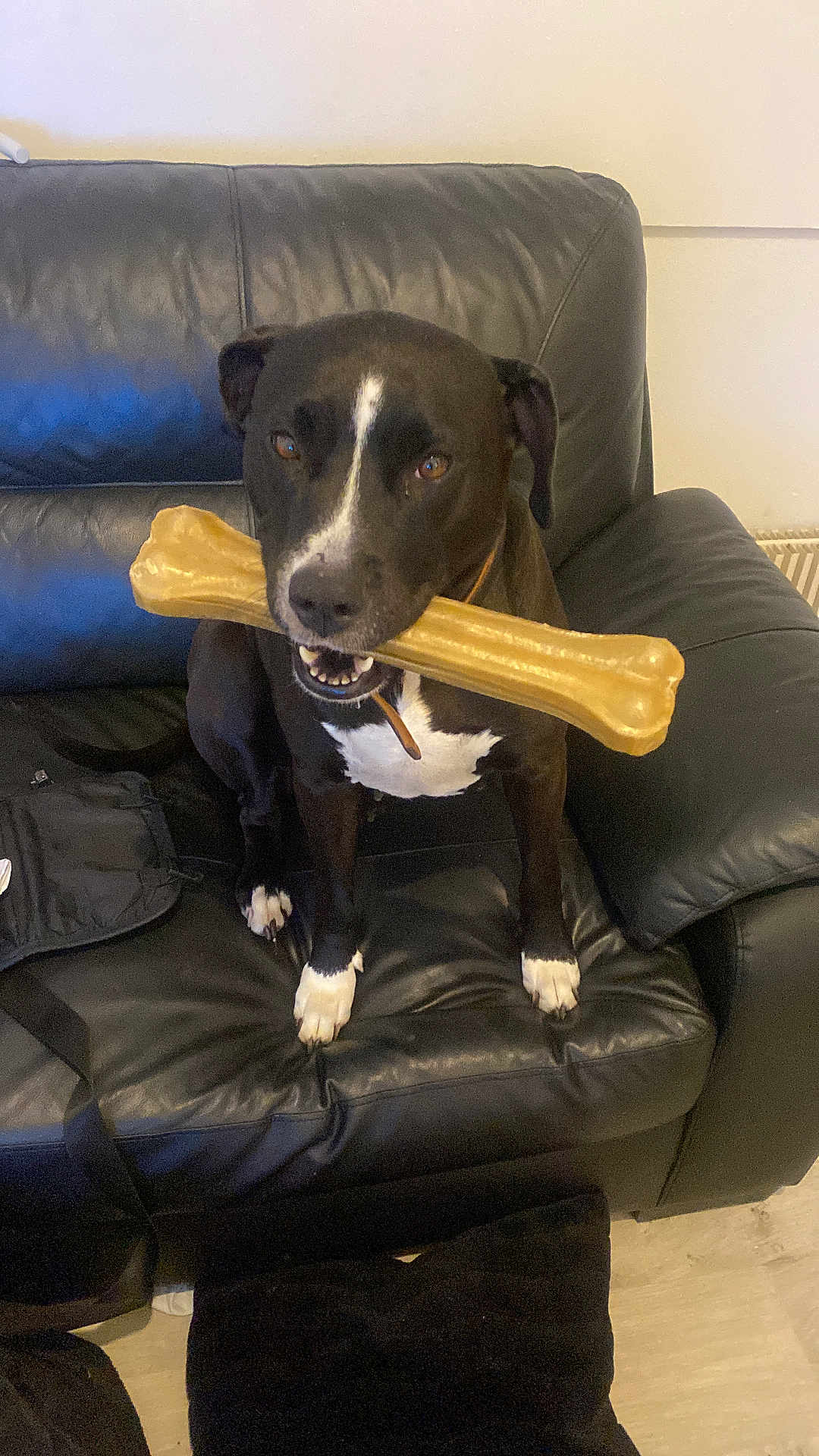 Xena a rejoint le concours — aidez-le/la à gagner de superbes lots ! animal, black_dog, bone_toy, canine, collar, cute, dog, domestic_animal, floor, friendly, furniture, happy, indoor, leather_couch, living_room, looking_at_camera, pet, playful, sitting, white_paws