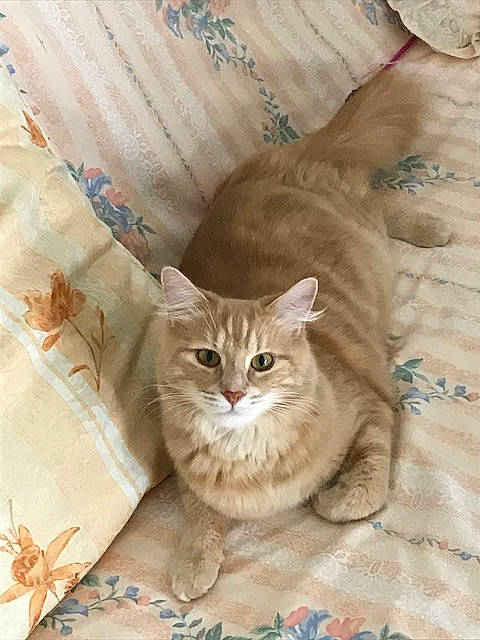 Rourou a rejoint le concours — aidez-le/la à gagner de superbes lots ! carnivore, cat, domestic_short_haired_cat, door, fawn, felidae, fur, linens, pattern, plant, sitting, small_to_medium_sized_cats, tail, terrestrial_animal, tree, whiskers, window