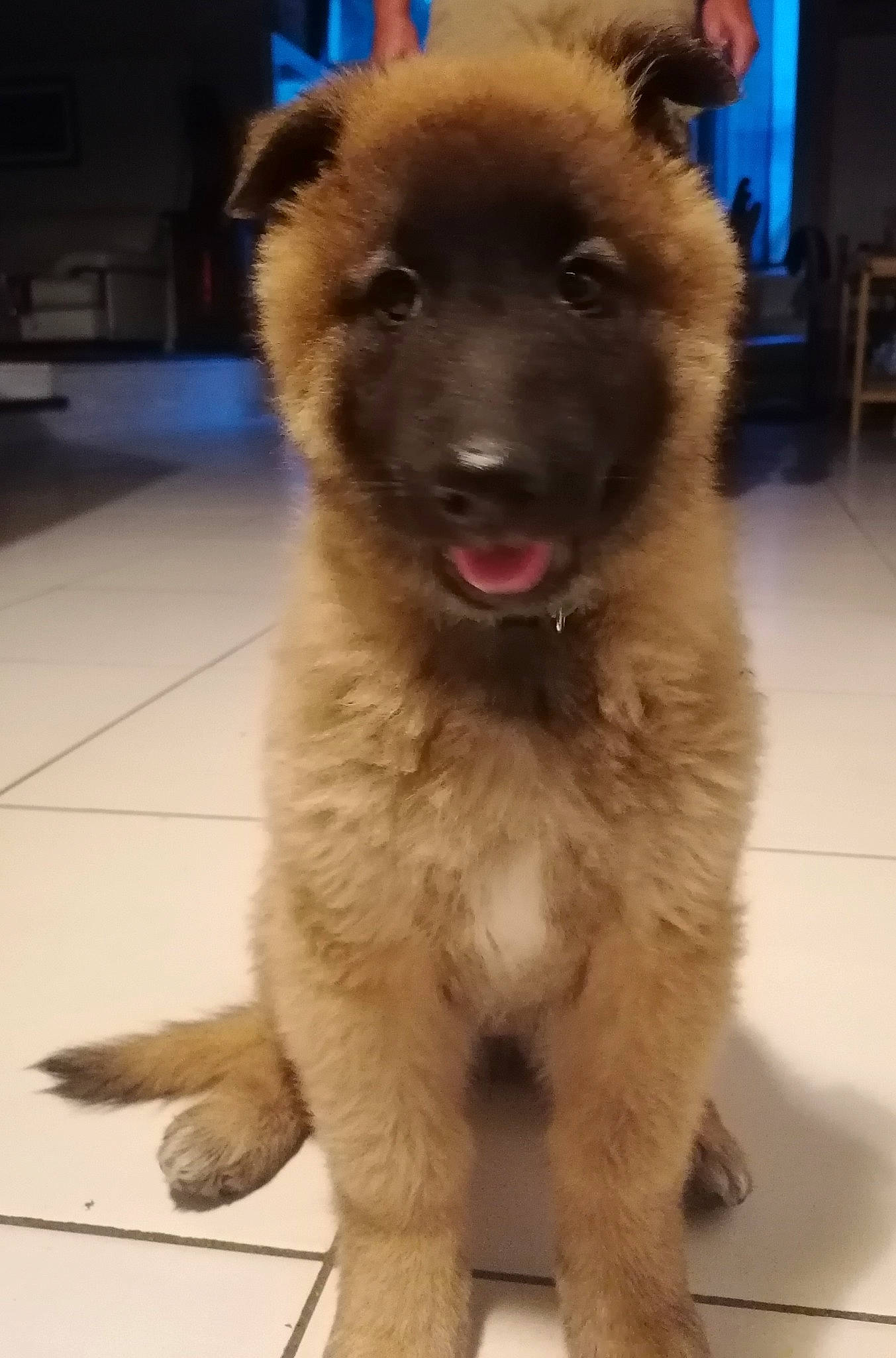 Tess a rejoint le concours — aidez-le/la à gagner de superbes lots ! ancient_dog_breeds, canidae, carnivore, companion_dog, dog, dog_breed, event, fawn, fur, giant_dog_breed, non_sporting_group, sporting_group, tail, television, terrestrial_animal, working_animal, working_dog