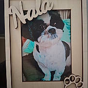 Nala a rejoint le concours — aidez-le/la à gagner de superbes lots ! dog, pet, black_and_white, small_dog, portrait, framed_photo, picture_frame, animal, canine, sitting, short_fur, white_fur, black_fur, dog_face, nose, eyes, paw_print, wooden_decoration, indoor, home_decor