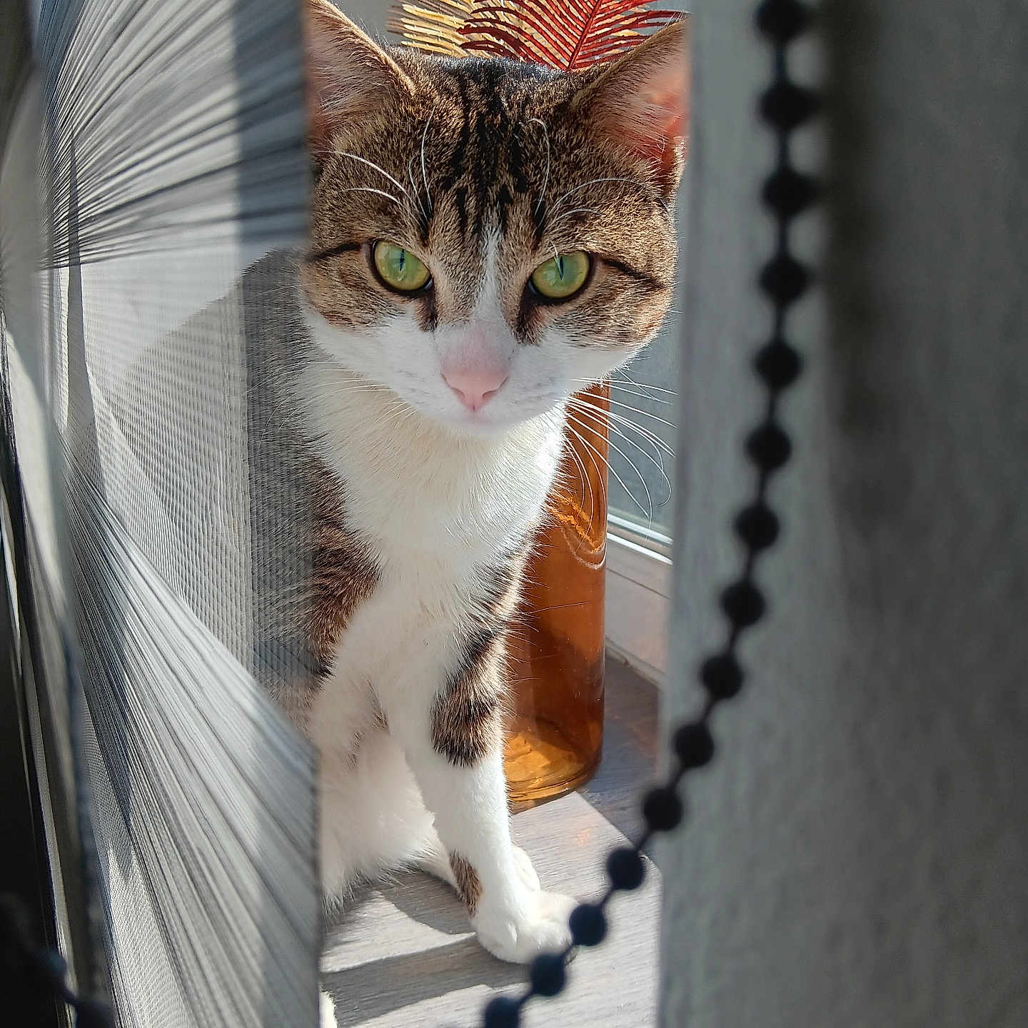 Simba a rejoint le concours — aidez-le/la à gagner de superbes lots ! animal, cat, closeup, curious, decor, feather, feline, floor, green_eyes, houseplant, indoor, pet, reflection, screen, shadow, sunlight, tabby_cat, vase, whiskers, window