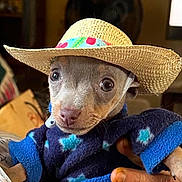 Chico is registered to the contest to win money with this photo: animal, blue, clothing, cozy, cute, dog, expression, fur, hand, hat, indoors, nose, pet, portrait, puppy, small, straw_hat, sweater, whiskers, wide_eyes
