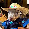 animal, blue, clothing, cozy, cute, dog, expression, fur, hand, hat, indoors, nose, pet, portrait, puppy, small, straw_hat, sweater, whiskers, wide_eyes