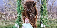 Ella is registered to the contest to win money with this photo: baby, child, highland_cattle, cow, animal, portrait, outdoor, grass, dress, bow, sitting, smile, portrait_photography, watermark, garland, candles, nature, hills, trees, farm