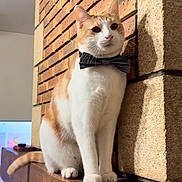 Caramel a rejoint le concours — aidez-le/la à gagner de superbes lots ! cat, bow_tie, orange_and_white, mantel, brick_wall, stone_wall, indoor, pet, feline, posing, wood, furniture, domestic_animal, cute, animal_portrait, house, pet_accessory, whiskers, ears, tail