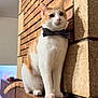 cat, bow_tie, orange_and_white, mantel, brick_wall, stone_wall, indoor, pet, feline, posing, wood, furniture, domestic_animal, cute, animal_portrait, house, pet_accessory, whiskers, ears, tail