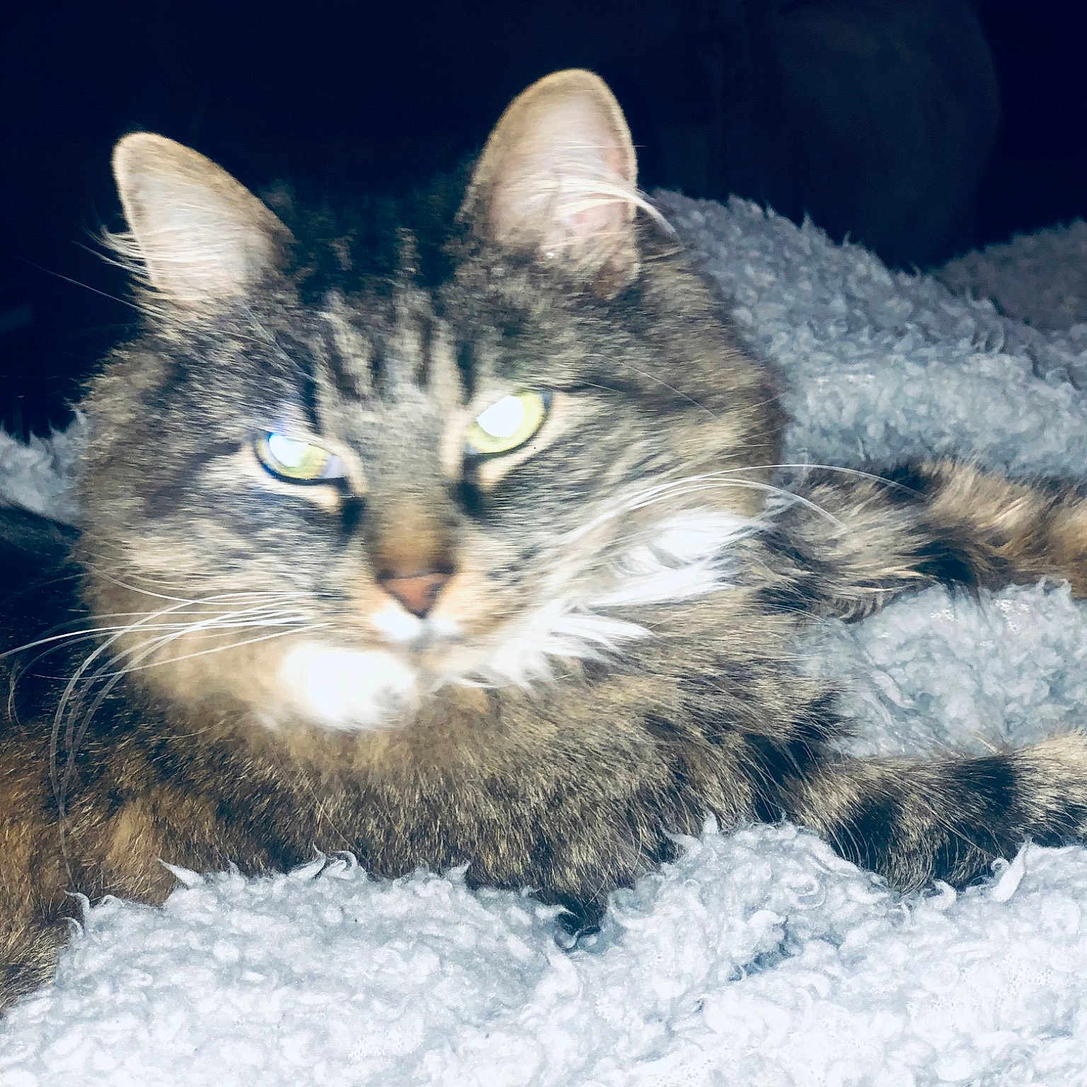 Minnie joined the competition — help win amazing prizes! carnivore, cat, claw, domestic_short_haired_cat, felidae, freezing, fur, paw, plant, siberian, sky, small_to_medium_sized_cats, snout, snow, terrestrial_animal, tree, whiskers, wildlife, winter