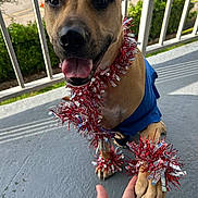 Fu Fu is registered to the contest to win money with this photo: dog, animal, pet, tinsel, blue_clothing, paw, hand, balcony, outdoor, happy, smiling, festive, decorations, brown_dog, closeup, sunlight, railing, concrete_floor, human_hand, celebration