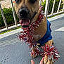 dog, animal, pet, tinsel, blue_clothing, paw, hand, balcony, outdoor, happy, smiling, festive, decorations, brown_dog, closeup, sunlight, railing, concrete_floor, human_hand, celebration