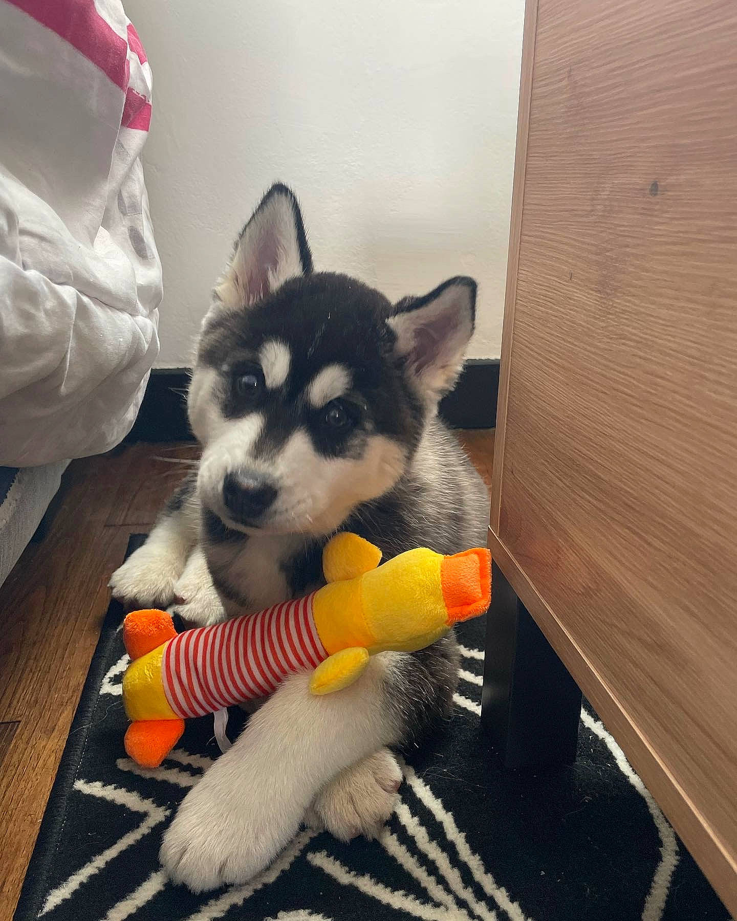 Saycko participe au concours pour gagner de l'argent avec cette photo : canidae, canis, carnivore, comfort, companion_dog, dog, dog_breed, felidae, flooring, foot, fur, room, siberian_husky, sled_dog, small_to_medium_sized_cats, snout, sporting_group, tail, whiskers, working_animal