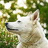 Siska participe au concours pour gagner de l'argent avec cette photo : animal, background, canine, closeup, daylight, dog, ears, flower, fur, greenery, nature, outdoor, peaceful, pet, portrait, profile, serene, snout, tree, white_dog