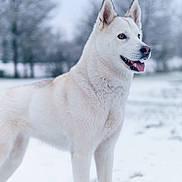 Siska participe au concours pour gagner de l'argent avec cette photo : alert, animal, background, canine, cold, dog, fur, landscape, majestic, nature, outdoor, pet, playful, portrait, snow, standing, tongue_out, tree, white_dog, winter