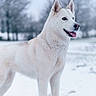 alert, animal, background, canine, cold, dog, fur, landscape, majestic, nature, outdoor, pet, playful, portrait, snow, standing, tongue_out, tree, white_dog, winter