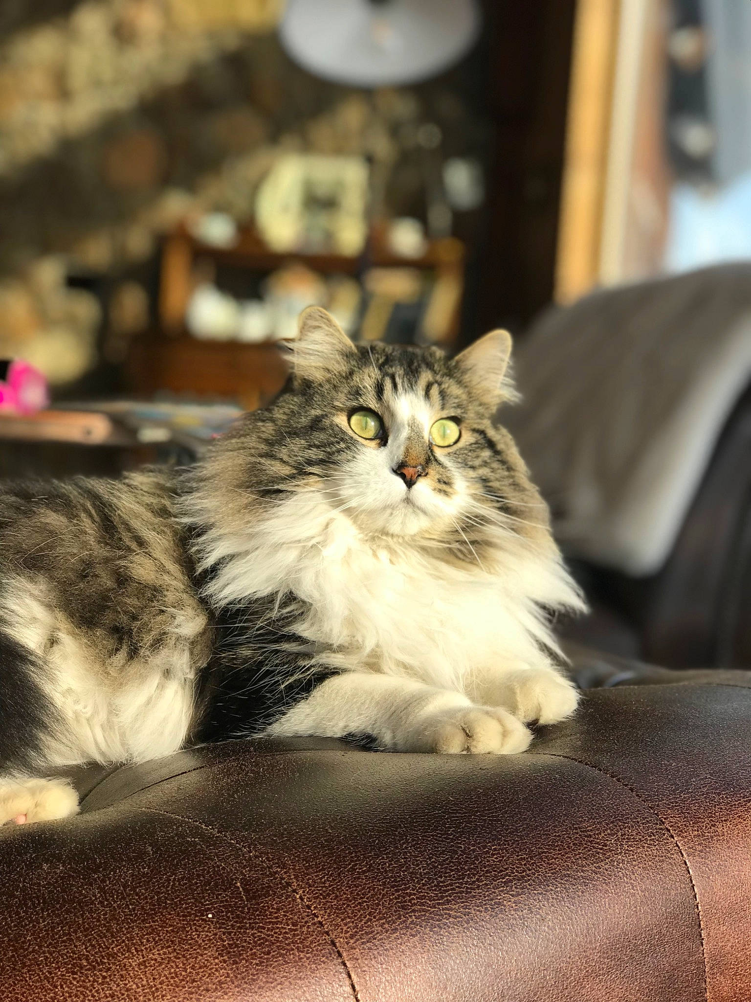 King joined the competition — help win amazing prizes! carnivore, cat, city, claw, comfort, domestic_short_haired_cat, felidae, fur, maine_coon, paw, plant, sitting, small_to_medium_sized_cats, snout, street, terrestrial_animal, whiskers, wood