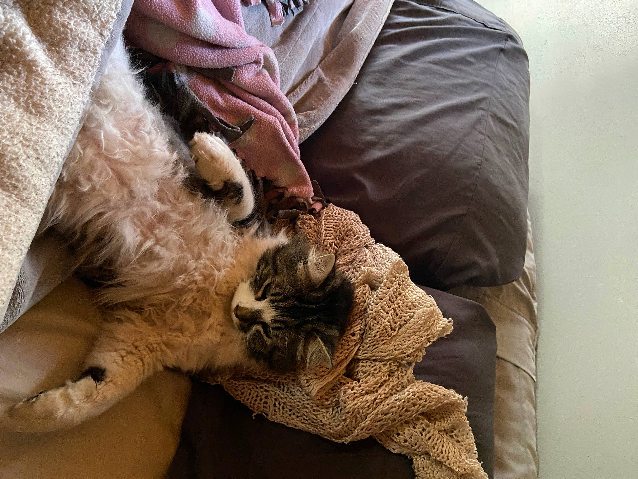 King joined the competition — help win amazing prizes! bag, bedding, canidae, carnivore, cat, claw, comfort, companion_dog, dog_breed, domestic_short_haired_cat, fawn, felidae, fur, human_leg, linens, paw, small_to_medium_sized_cats, sporting_group, textile, whiskers