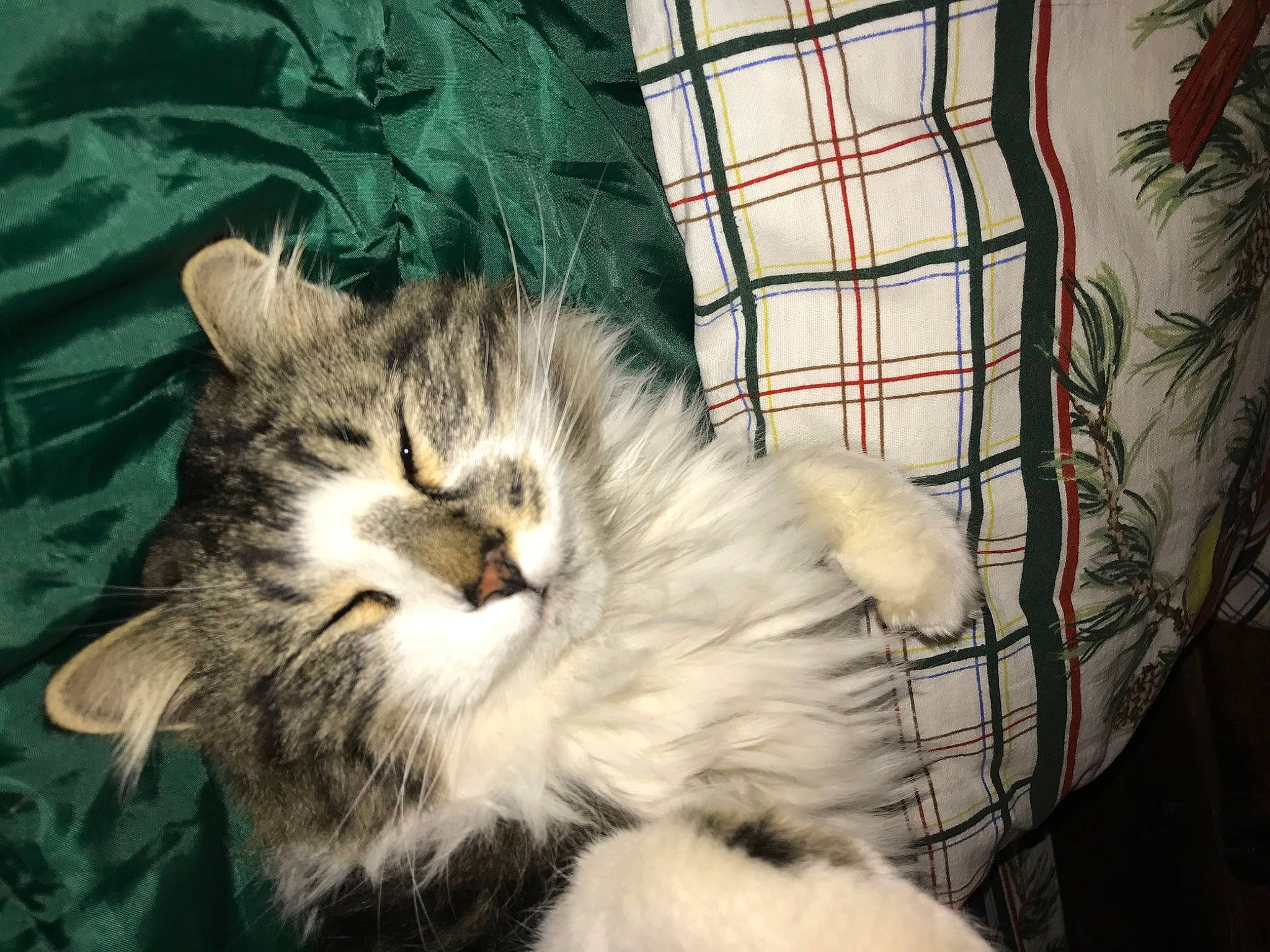 King is registered to the contest to win money with this photo: animal_shelter, cage, carnivore, cat, claw, comfort, domestic_short_haired_cat, felidae, fur, maine_coon, nap, paw, plant, sleep, small_to_medium_sized_cats, snout, tail, terrestrial_animal, whiskers