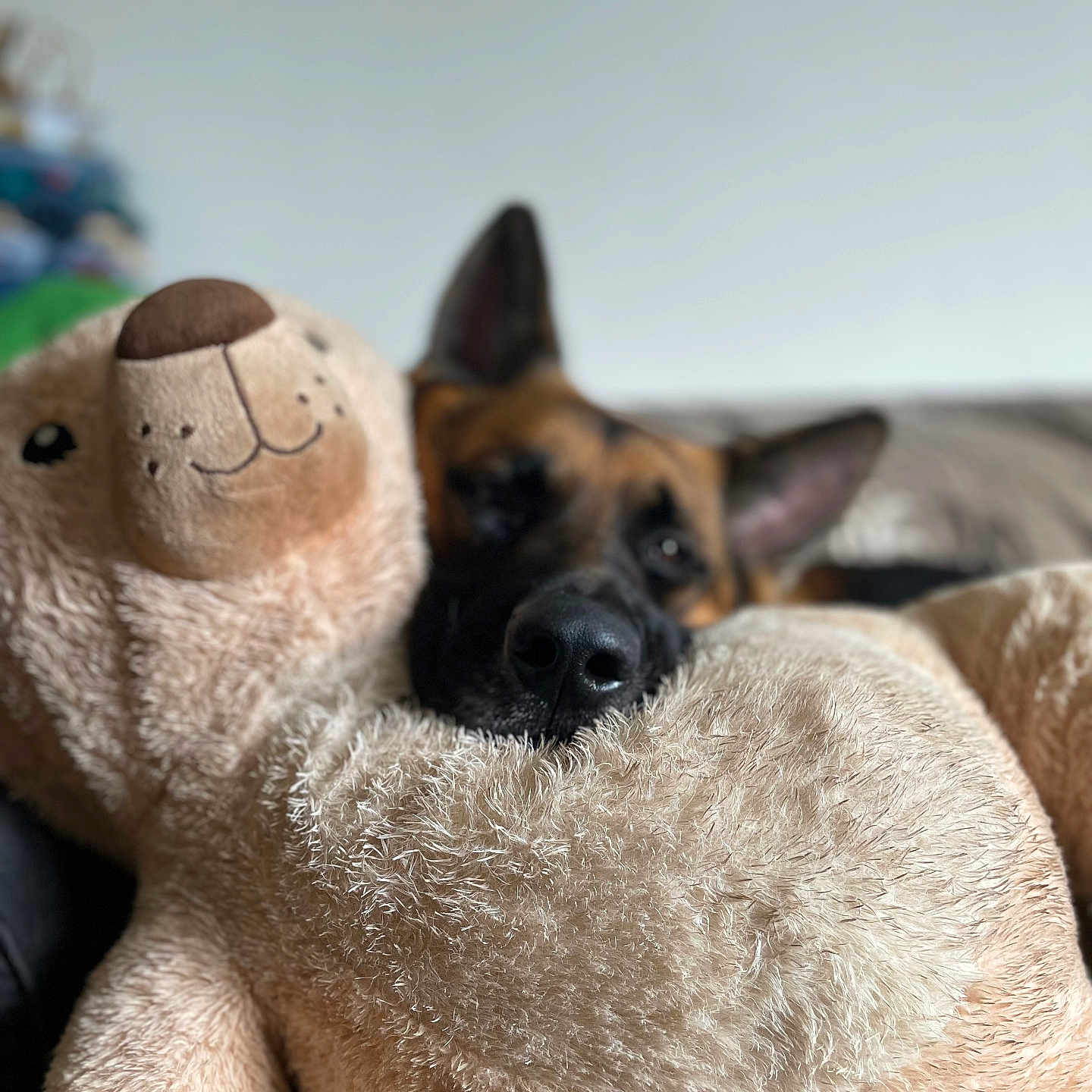 Rasko participe au concours pour gagner de l'argent avec cette photo : animal, blanket, canine, cat, couch, cushion, dog, dogbed, furniture, germanshepherd, homedecor, hound, person, pet, policedog, puppy, quilt, snout, terrier, toy