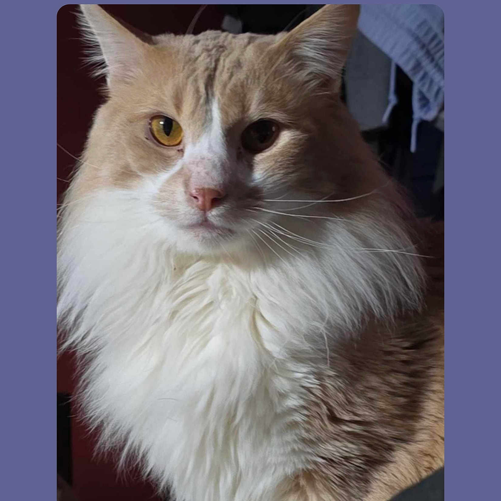 Sammy joined the competition — help win amazing prizes! abyssinian, angora, animal, cat, computer, electronics, kitten, laptop, manx, pc, pet, siamese, snout, text