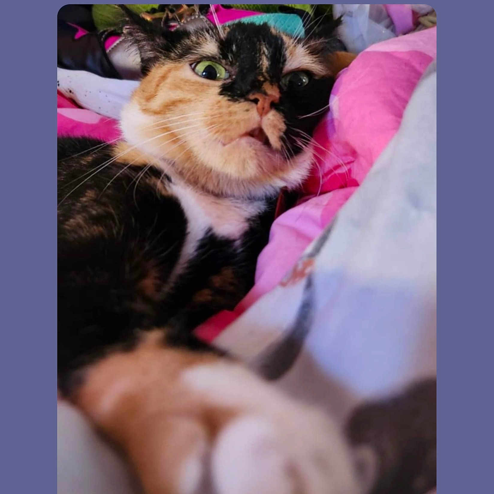 Mexacali Rose is registered to the contest to win money with this photo: adult, animal, bed, blanket, cat, couch, cushion, face, furniture, head, homedecor, kitten, male, man, person, pet, photography, portrait, quilt, sleeping