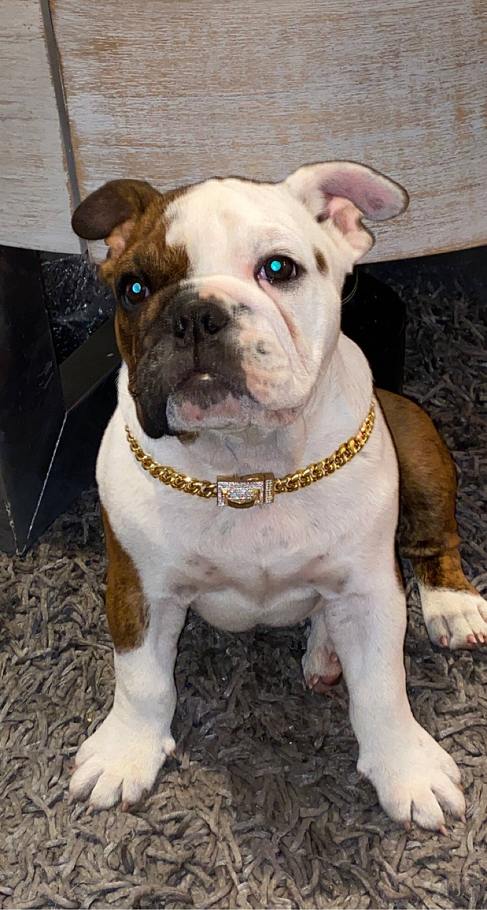 Monica is registered to the contest to win money with this photo: ancient_dog_breeds, art, bulldog, canidae, carnivore, collar, companion_dog, dog, dog_breed, dog_collar, fawn, fur, non_sporting_group, old_english_bulldog, snout, sporting_group, working_animal, working_dog, wrinkle