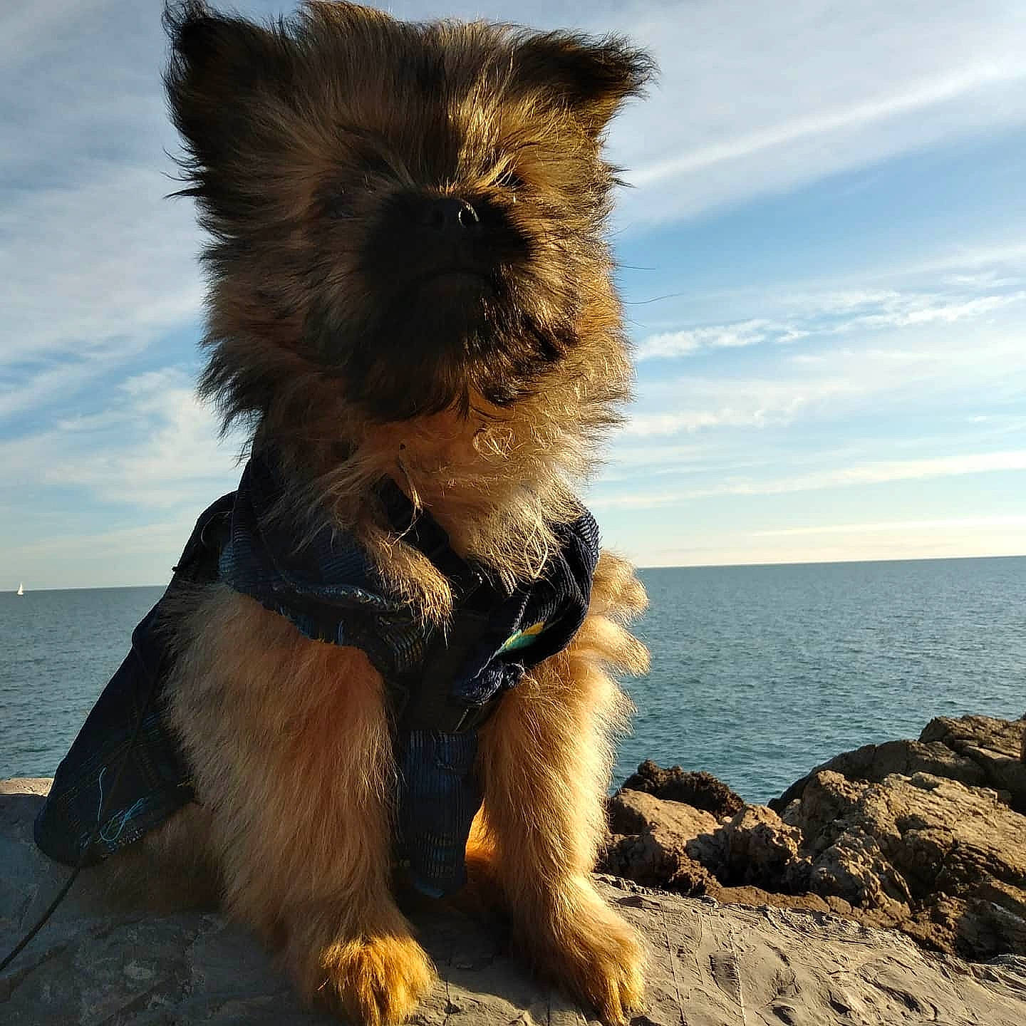 Petit Prince a rejoint le concours — aidez-le/la à gagner de superbes lots ! airedale_terrier, australian_terrier, cairn_terrier, canidae, carnivore, dog, dog_breed, glen_of_imaal_terrier, mammal, norwich_terrier, sea, sporting_group, terrier