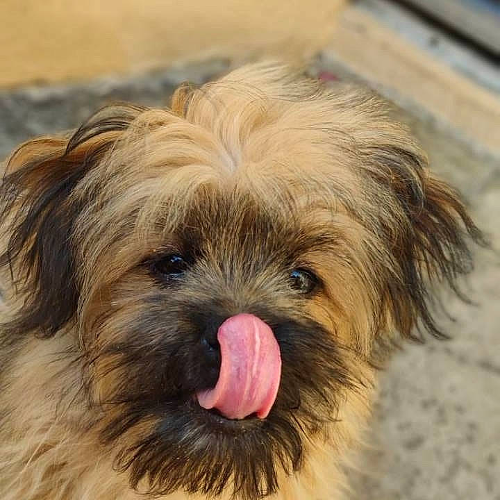 Petit Prince a rejoint le concours — aidez-le/la à gagner de superbes lots ! canidae, carnivore, catalan_sheepdog, chinese_imperial_dog, companion_dog, dog, dog_breed, lhasa_apso, liver, lowchen, mammal, morkie, puppy, pyrenean_shepherd, rare_breed_dog, sapsali, shih_tzu, snout, terrier, vertebrate