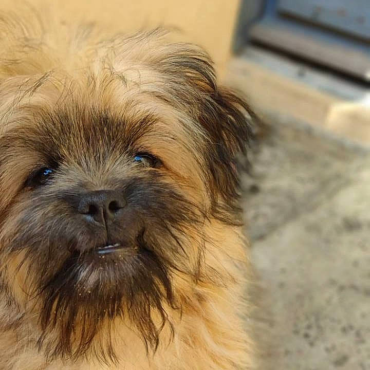 Petit Prince participe au concours pour gagner de l'argent avec cette photo : canidae, carnivore, chinese_imperial_dog, companion_dog, dog, dog_breed, griffon_bruxellois, lhasa_apso, liver, mammal, morkie, puppy, pyrenean_shepherd, rare_breed_dog, sapsali, shih_tzu, snout, sporting_group, toy_dog, vertebrate