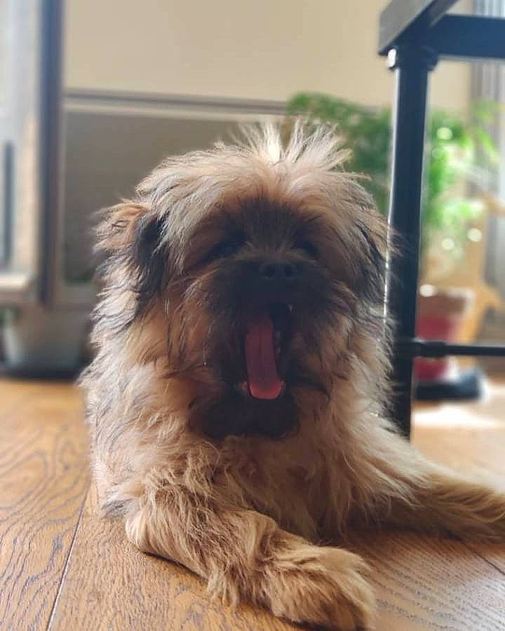 Petit Prince participe au concours pour gagner de l'argent avec cette photo : canidae, carnivore, catalan_sheepdog, chinese_imperial_dog, companion_dog, dog, dog_breed, glen_of_imaal_terrier, lhasa_apso, liver, mammal, puppy, rare_breed_dog, sapsali, shih_tzu, snout, sporting_group, terrier, toy_dog, vertebrate