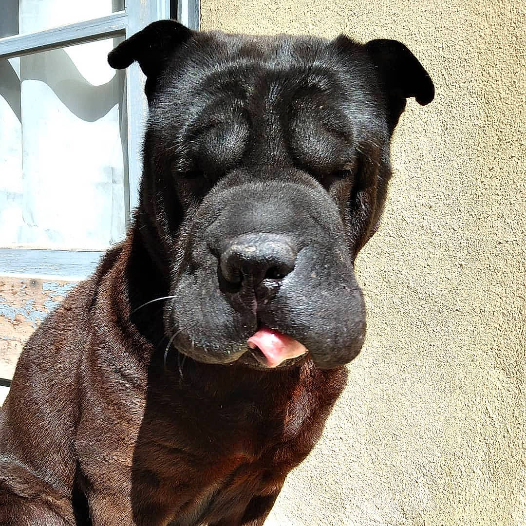 Shana participe au concours pour gagner de l'argent avec cette photo : alano_espanol, alaunt, ancient_dog_breeds, bandog, cane_corso, canidae, carnivore, dog, dog_breed, fawn, giant_dog_breed, guard_dog, mammal, molosser, non_sporting_group, perro_de_presa_canario, rare_breed_dog, snout, sporting_group, vertebrate