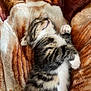 kitten, cat, sleeping, fur, tabby, pet, cute, cozy, blanket, soft, animal, domestic, relaxed, resting, whiskers, paws, striped, young, adorable, indoor