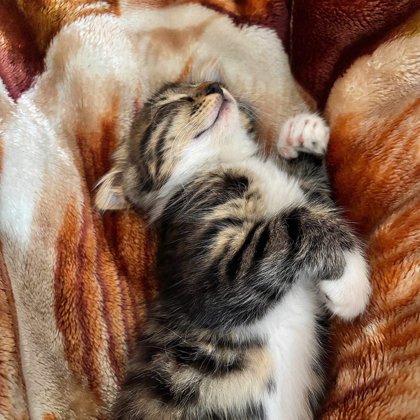 Milo is registered to the contest to win money with this photo: adorable, animal, blanket, cat, cozy, cute, domestic, fur, indoor, kitten, paws, pet, relaxed, resting, sleeping, soft, striped, tabby, whiskers, young