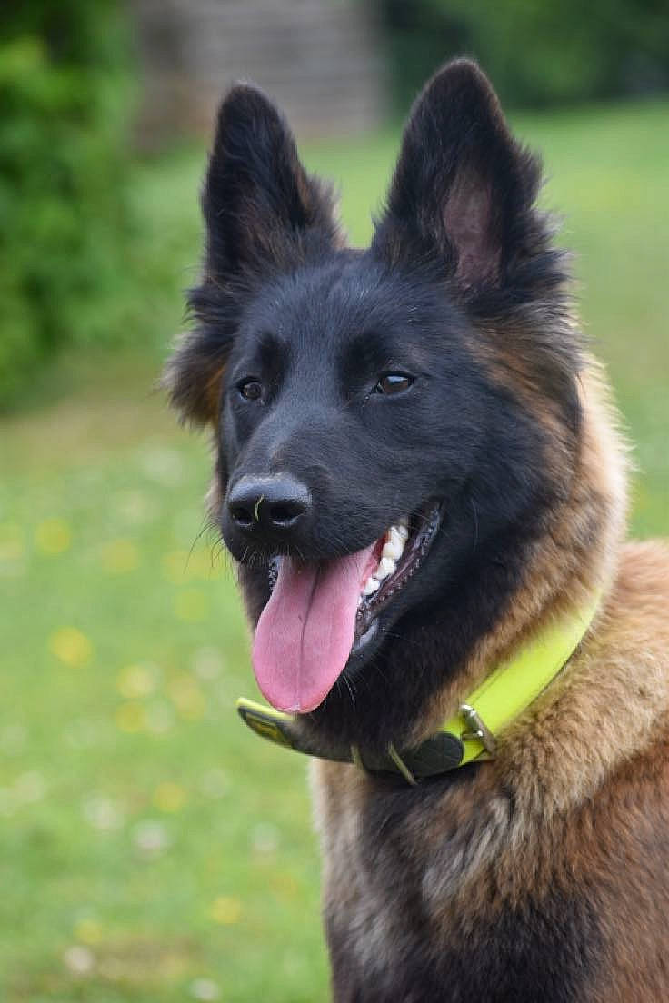 Trixie participe au concours pour gagner de l'argent avec cette photo : belgian_shepherd_malinois, bohemian_shepherd, canidae, carnivore, collar, companion_dog, dog, dog_breed, east_european_shepherd, grass, guard_dog, herding_dog, king_shepherd, old_german_shepherd_dog, snout, sporting_group, terrestrial_animal, tracking_trial, working_animal, working_dog