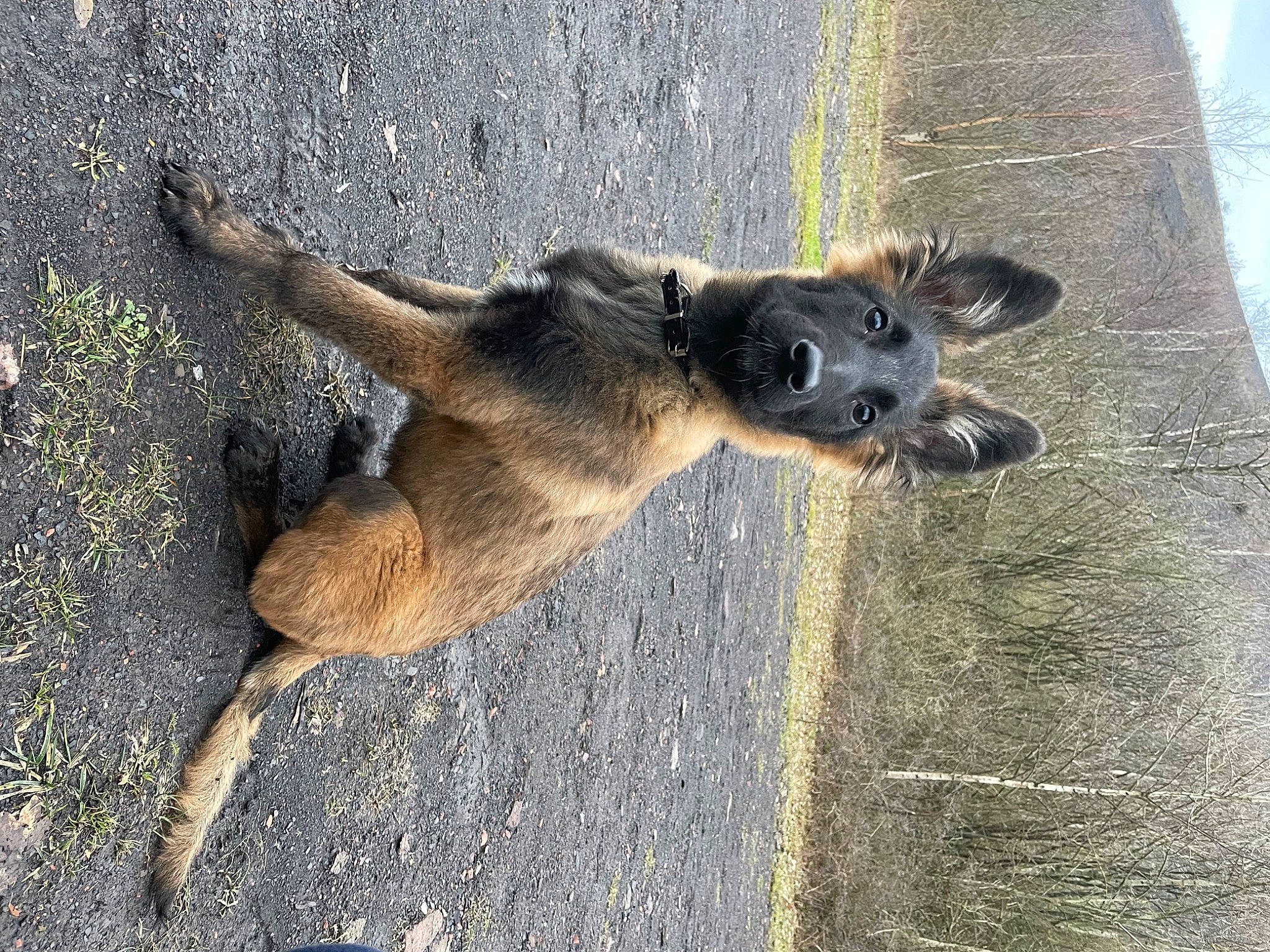 Trixie a rejoint le concours — aidez-le/la à gagner de superbes lots ! belgian_shepherd_malinois, biting, canidae, carnivore, dog, dog_breed, east_european_shepherd, fawn, german_shepherd_dog, old_german_shepherd_dog, paw, road_surface, shadow, soil, sporting_group, street_dog, tail, terrestrial_animal, wood, working_dog