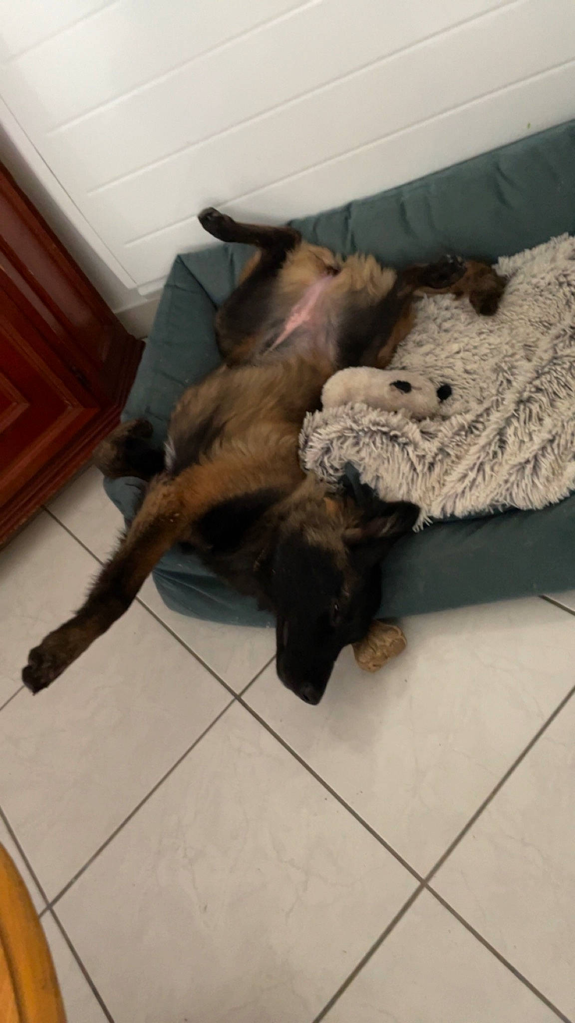 Trixie a rejoint le concours — aidez-le/la à gagner de superbes lots ! art, carnivore, claw, companion_dog, dog_breed, fawn, felidae, flooring, fur, hardwood, linens, liver, natural_material, small_to_medium_sized_cats, tail, terrestrial_animal, varnish, wood, wood_stain, working_animal