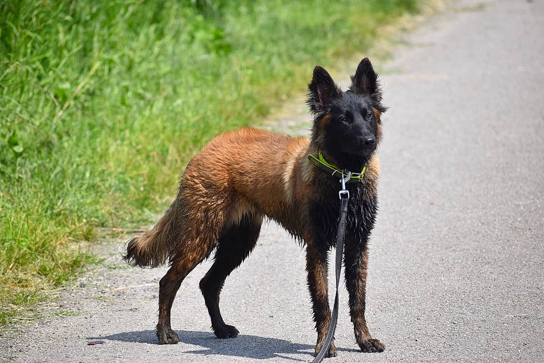 Trixie a rejoint le concours — aidez-le/la à gagner de superbes lots ! canidae, carnivore, collar, companion_dog, dog, dog_breed, dog_supply, fawn, grass, liver, snout, sporting_group, tail, terrestrial_animal, terrier, water_dog, working_dog
