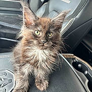 Nyx is registered to the contest to win money with this photo: kitten, cat, pet, animal, furry, green_eyes, car_interior, leather_seat, closeup, cute, young, feline, whiskers, ears, portrait, domestic, sitting, fur, vehicle, front_seat