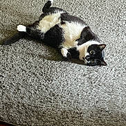 Shiloh joined the competition — help win amazing prizes! animal, black_and_white, carpet, cat, cozy, curious, cute, domestic_animal, feline, floor, fur, gray_rug, green_eyes, indoor, lying_down, pet, relaxed, resting, tuxedo_cat, whiskers