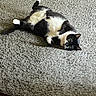 animal, black_and_white, carpet, cat, cozy, curious, cute, domestic_animal, feline, floor, fur, gray_rug, green_eyes, indoor, lying_down, pet, relaxed, resting, tuxedo_cat, whiskers