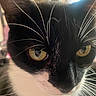 Shiloh is registered to the contest to win money with this photo: animal, black_fur, blurred_background, cat, close_up, curious, cute, ears, face, feline, focus, indoor, nose, pet, portrait, soft_light, tuxedo_cat, whiskers, white_fur, yellow_eyes
