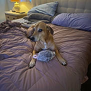 Stazi joined the competition — help win amazing prizes! dog, bed, pillow, blanket, lamp, bedroom, toy, comforter, furniture, window, nightstand, indoor, pet, canine, sleeping_area, resting, cozy, brown_dog, plush_toy, home