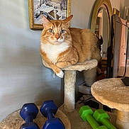 Ginger is registered to the contest to win money with this photo: cat, orange_tabby, cat_tree, dumbbells, blue_dumbbells, green_dumbbells, indoor, painting, mirror, furniture, pet, resting, animal, exercise_equipment, living_room, wall_art, reflection, domestic_cat, relaxed, cozy