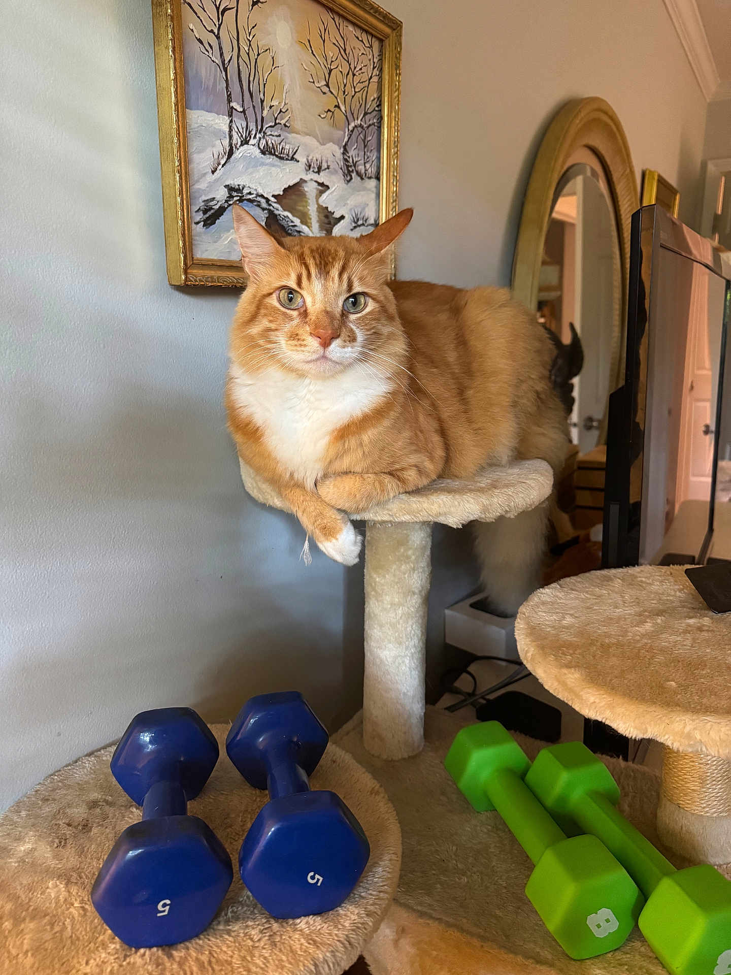 Ginger