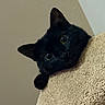 black_cat, cat, pet, animal, feline, curious, peeking, close_up, indoor, texture, beige, soft_light, whiskers, ears, eyes, portrait, cute, domestic_cat, looking, playful