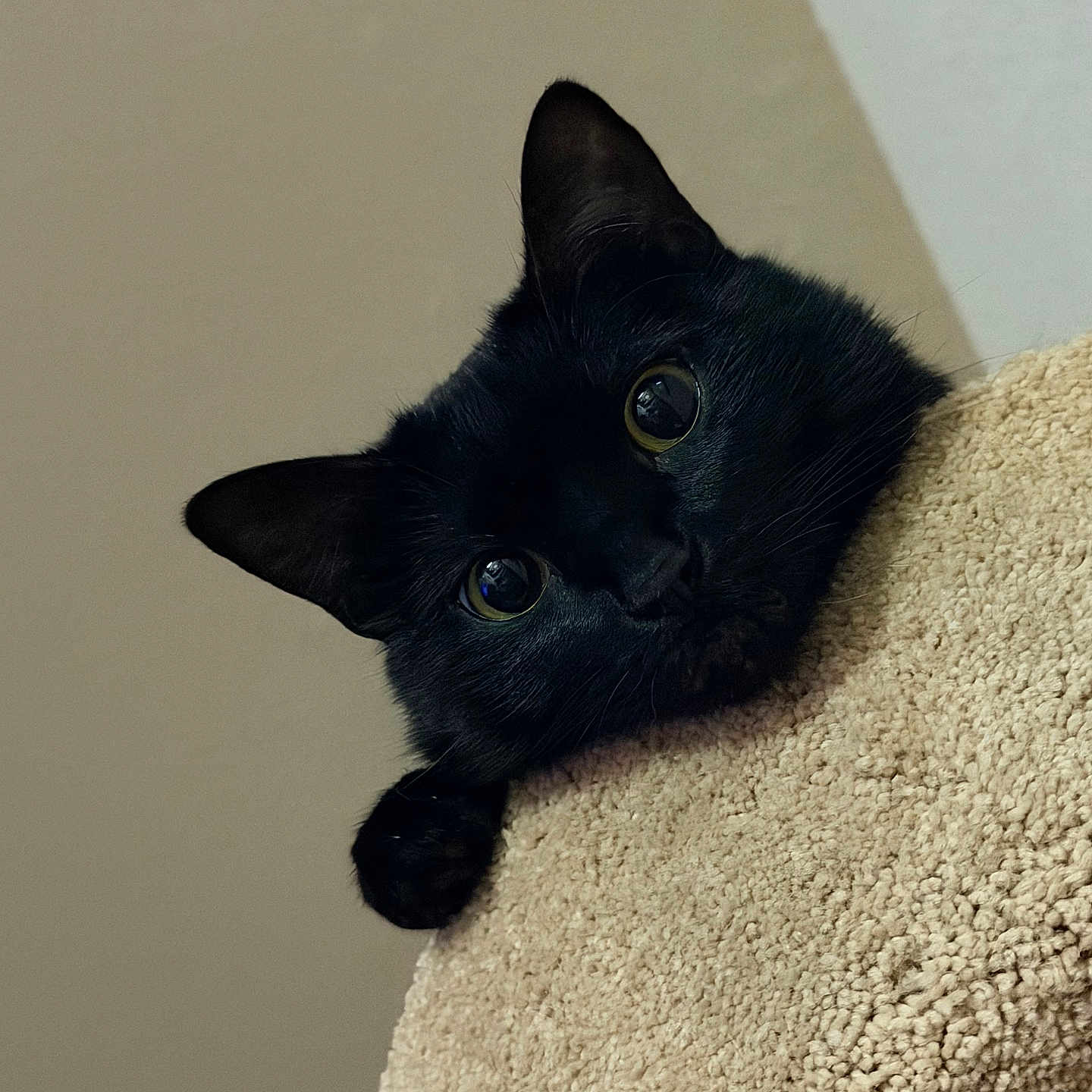 Bagheera joined the competition — help win amazing prizes! black_cat, cat, pet, animal, feline, curious, peeking, close_up, indoor, texture, beige, soft_light, whiskers, ears, eyes, portrait, cute, domestic_cat, looking, playful