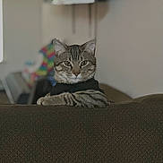 Mowgli is registered to the contest to win money with this photo: cat, tabby, pet, indoor, furniture, couch, relaxed, animal, mammal, fur, whiskers, ears, eyes, black_clothing, home, blurred_background, domestic_cat, resting, cute, portrait