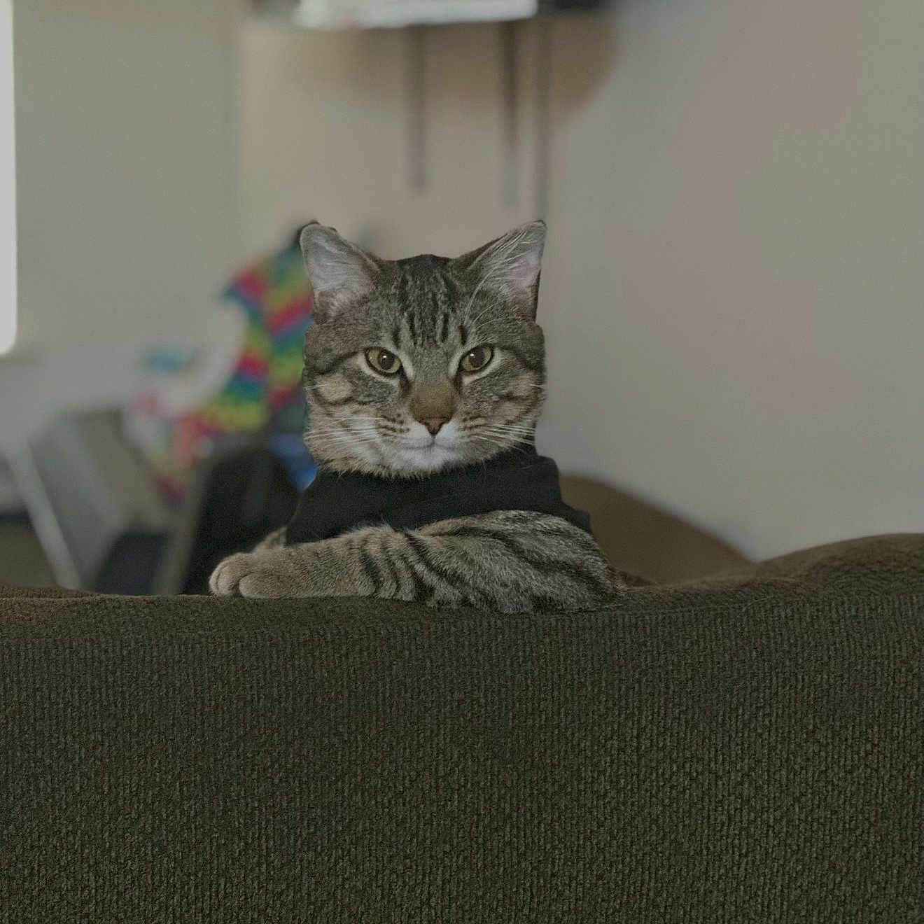 Mowgli